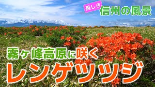 【自然風景】霧ヶ峰高原に咲くレンゲツツジ