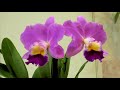 【4k orchid】 international orchid and flower show 2023. 世界らん展2023 4k orchid