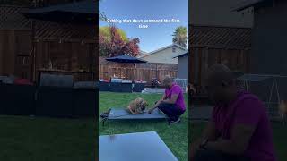 Training 2.5 month boerboel mastiff puppy - down command #boerboel #boerboelpuppies