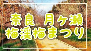 【奈良の秘境】月ヶ瀬梅渓梅まつりに行ってみた【梅林】