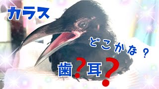 カラスをじっくり観察！！目、耳…歯も？？？2021/7/27撮影