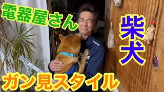 電器屋さんをガン見する、柴犬