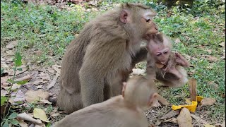 Oh No .! Help Adorable Baby Monkey Binky While he scard with Hornbill Birds Luna do like that to him