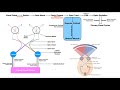 Cranial Nerve II - Optic Nerve | Structure, Function & Visual Pathway