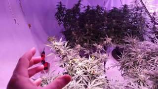 Gorilla Glue 4 Goliath LED vs Gavita DE