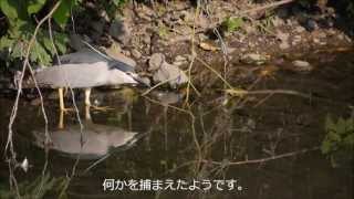 ゴイサギ（成鳥）20130711