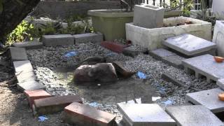 ヒヨドリがスズメを爆撃、そして水を飲む 【池】　Bulbul bombs Sparrow, and drinks water [Pond]