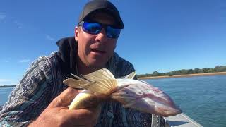 Flathead on lures