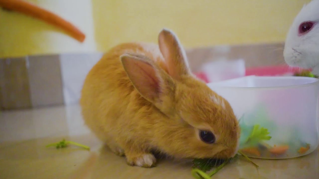 Cute Funny Rabbit Videos Cute Rabbits Funny Baby Rabbits Youtube