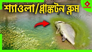 শ্যাওলা/ফাইটোপ্লাংকটন ব্লুম করলে কি হয় || Prevent planktons Bloom || Shakibagro || Shakib AGRO