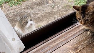 《野良もふ日記 vol.27》ご飯を催促しに来たので、離れのプレハブ小屋まで、もふ猫さんと少し歩きます。