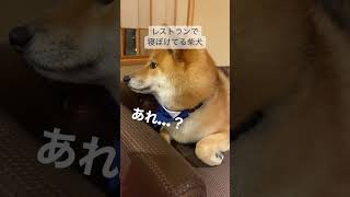 レストランで寝ぼけちゃう柴犬 #shorts