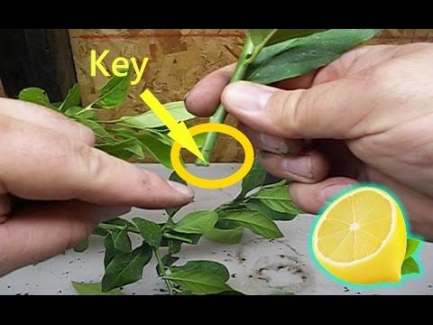 How to Grow LEMON Tree from Cuttings to Clone Fruit Trees How to Grow LEMON Tree from Cuttings to Clone Fruit Trees