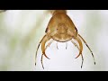 macrophotography with water insects