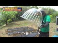 【畑再生】夏野菜の畝立てから植え付けまで。初めて天然の○○と遭遇！