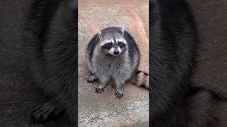 浣熊(raccoon) #wangsfamilyvlog #ytshorts