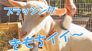 【崖の上のヤギ　ポニョ】ブラッシングきもちイイ～（１０月２日のようす）佐倉市