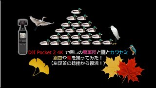 カワセミ、白鷺、鴨、楓、銀杏、団栗で候【DJI Pocket 2で4K撮影！Vol.32】😊東京・武蔵関公園・石神井川ビオトープ・東伏見公園ウォーク映像記録😊2022年11月12日（土）晴・気温19℃