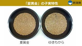 成熟期が早く、多収の小麦品種「夏黄金（なつこがね）」の生育特性及び品質特性