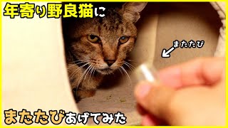 年寄り野良猫にまたたびあげてみた