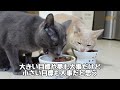 あけましておめでとうございます！今年もよろしくおねがいします😺！