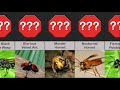 Danger Comparison: Most Painful Insect Stings (Featuring the MURDER HORNET)