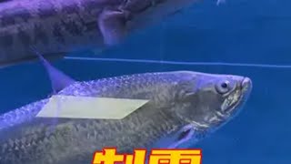 国产黑鱼制霸十米猛鱼缸，状态碾压海鲢鳄雀鳝，大铅笔是否能崛起 养鱼日记 国产黑鱼  海鲢 鳄雀鳝 猛鱼