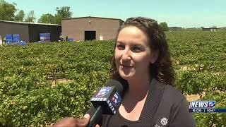 Messina Hof Winery not concerned about harvest despite triple digit temperatures