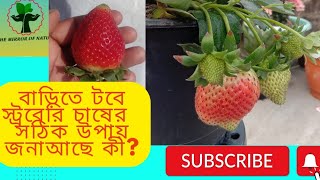 বাড়িতে টবে স্ট্রবেরি চাষের সঠিক উপায়/strawberry plant growing/  strawberry plant care at home.