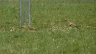 Poštolka ulovila hlodavce (The kestrel caught the rodent)