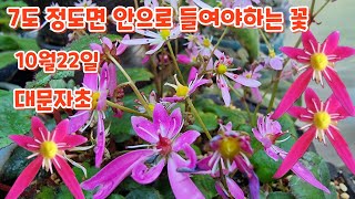 7도 정도면 안으로 들여야하는 꽃 꽃구경 하시면서 알아보아요