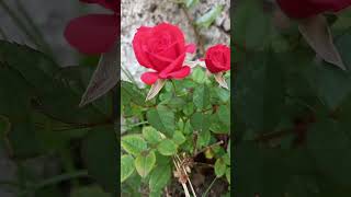 Preciosas! #rosas #rosal #plantas #Flores