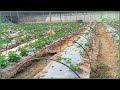 experimental strawberry cultivation strawberry cultivation in telugu agritech telugu