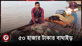 এক বাঘাইড়ের ওজন ৫৪ কেজি || Jago News