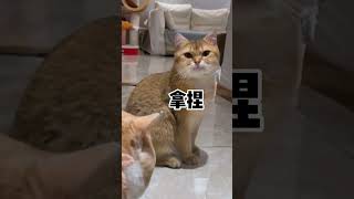 【麻蛋和丑丑】这小母猫也太有心机了！