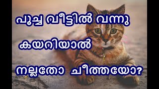 പൂച്ച വീട്ടിൽ വന്നു കയറിയാൽ നല്ലതോ ചീത്തയോ?| Some interesting facts that you should know about cat.