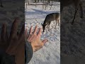 Deer Tries To Eat Me