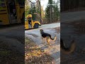 Dog Runs Inside School Bus to Meet Owner's Bus Friends | Shorts