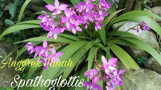 Review Anggrek Tanah Spathoglottis Plicata