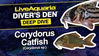 LiveAquaria® Diver’s Den® Deep Dive: Corydorus Catfish (Corydorus sp.)