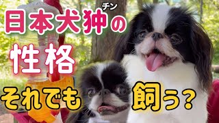 狆の性格！賢い？飼いやすい？狆の本性丸裸キャンプ！