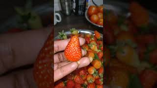 ooty fresh strawberries in my friend's farm