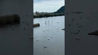 コハクチョウがいっぱい🦢米子水鳥公園タイムラプス動画2022年10月22日