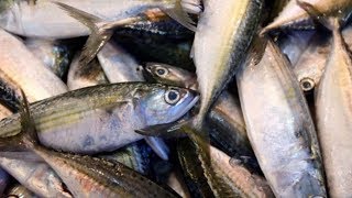 Cholera cases linked to Vancouver Island herring eggs