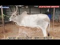 அதிக கறவை இரண்டு மாடுகள் செவலை u0026 மயிலை showquality babycows animals a2milk