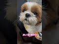 納豆を食べる犬　 dog shihtzu shorts fyp vlog シーズー trend