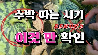 [텃밭일꾼 49] 수박 이거보고 따세요 / 수박따기