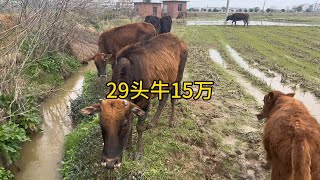 又一家养殖户顶不住了，29头牛15万打包，这个价格怎么样？