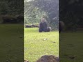 Gorilla di Kebun Binatang Ragunan #shorts