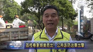 荔枝椿象傾巢而出! 公所派防治車出擊-南投新聞